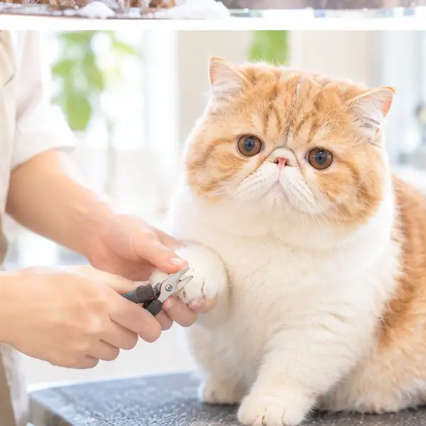 爪切り中のエキゾチックショートヘア