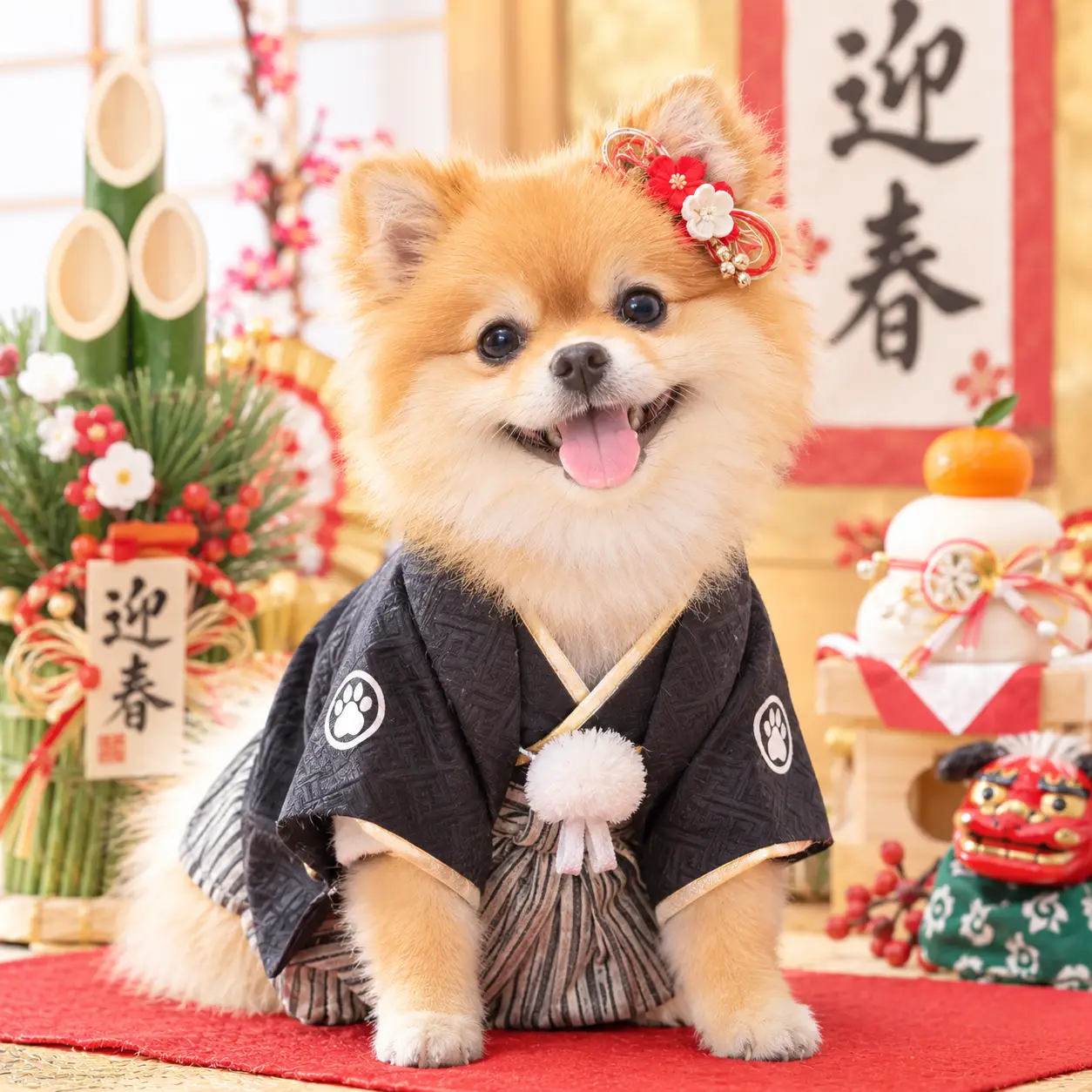 袴姿のポメラニアン